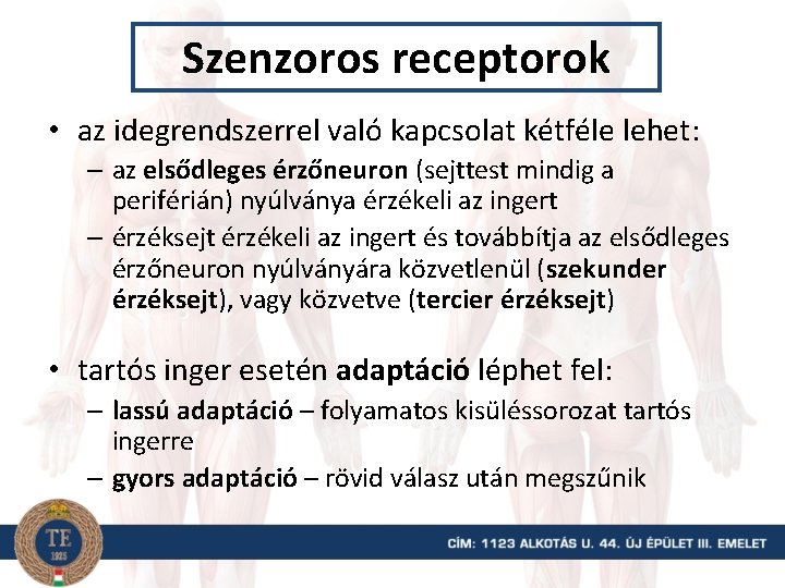 Szenzoros receptorok • az idegrendszerrel való kapcsolat kétféle lehet: – az elsődleges érzőneuron (sejttest