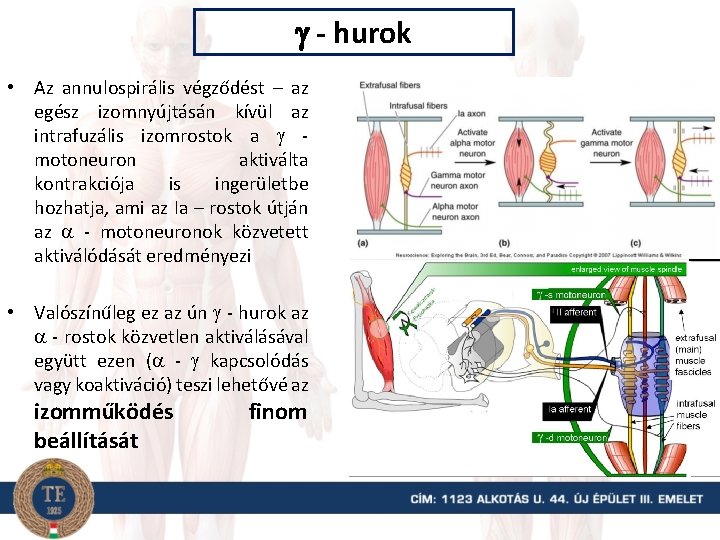  - hurok • Az annulospirális végződést – az egész izomnyújtásán kívül az intrafuzális