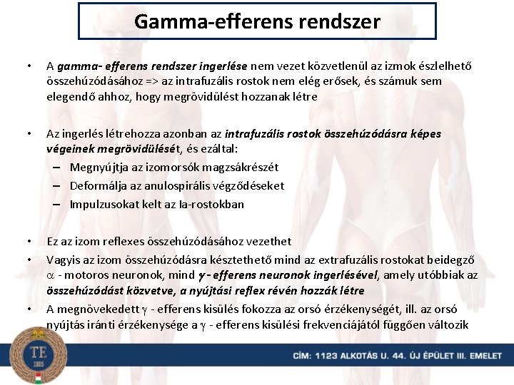 Gamma-efferens rendszer • A gamma- efferens rendszer ingerlése nem vezet közvetlenül az izmok észlelhető