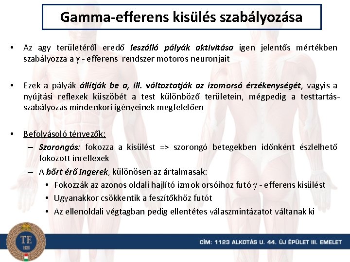 Gamma-efferens kisülés szabályozása • Az agy területéről eredő leszálló pályák aktivitása igen jelentős mértékben