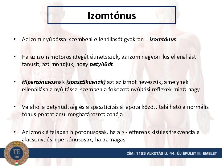 Izomtónus • Az izom nyújtással szembeni ellenállását gyakran = izomtónus • Ha az izom