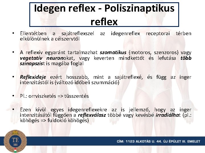 Idegen reflex - Poliszinaptikus reflex • Ellentétben a sajátreflexszel elkülönülnek a célszervtől az idegenreflex