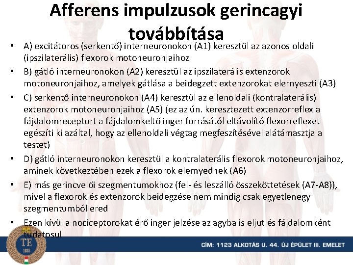  • • • Afferens impulzusok gerincagyi továbbítása A) excitátoros (serkentő) interneuronokon (A 1)