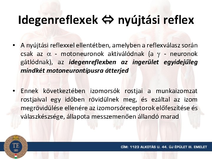 Idegenreflexek nyújtási reflex • A nyújtási reflexxel ellentétben, amelyben a reflexválasz során csak az