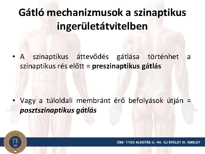 Gátló mechanizmusok a szinaptikus ingerületátvitelben • A szinaptikus áttevődés gátlása történhet szinaptikus rés előtt