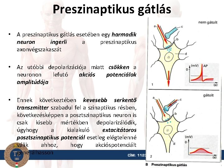 Preszinaptikus gátlás • A preszinaptikus gátlás esetében egy harmadik neuron ingerli a preszinaptikus axonvégszakaszát