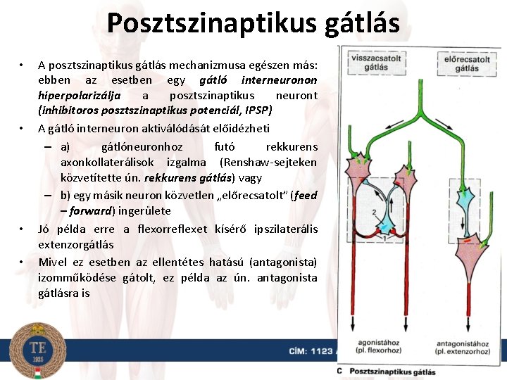 Posztszinaptikus gátlás • • A posztszinaptikus gátlás mechanizmusa egészen más: ebben az esetben egy