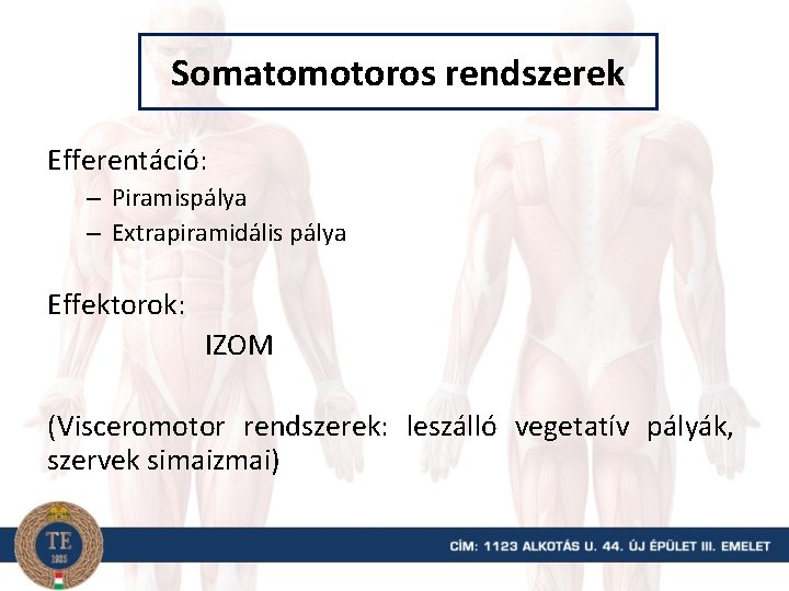 Somatomotoros rendszerek Efferentáció: – Piramispálya – Extrapiramidális pálya Effektorok: IZOM (Visceromotor rendszerek: leszálló vegetatív