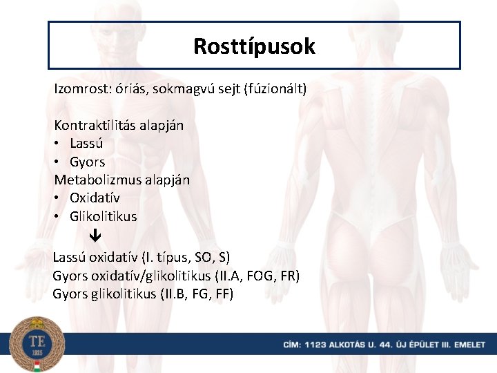 Rosttípusok Izomrost: óriás, sokmagvú sejt (fúzionált) Kontraktilitás alapján • Lassú • Gyors Metabolizmus alapján