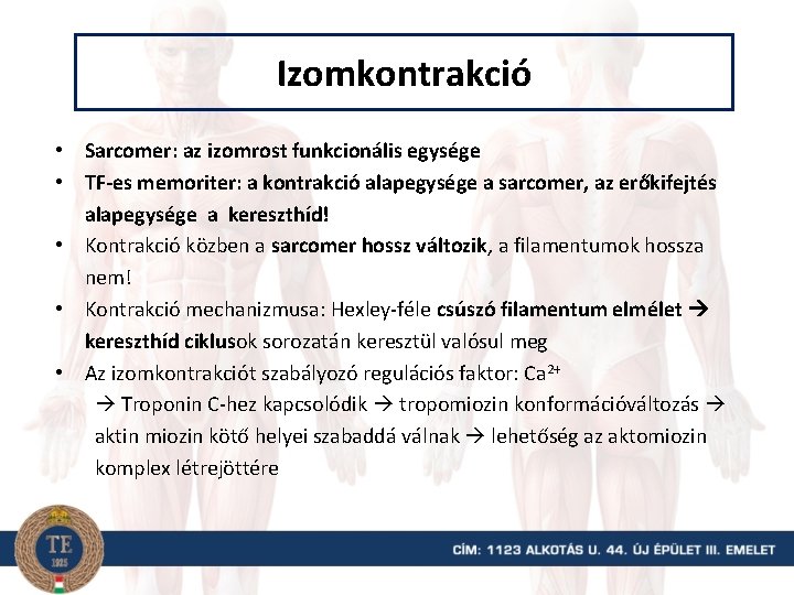 Izomkontrakció • Sarcomer: az izomrost funkcionális egysége • TF-es memoriter: a kontrakció alapegysége a