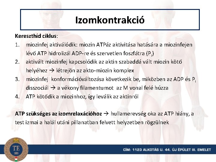 Izomkontrakció Kereszthíd ciklus: 1. miozinfej aktiválódik: miozin ATPáz aktivitása hatására a miozinfejen lévő ATP