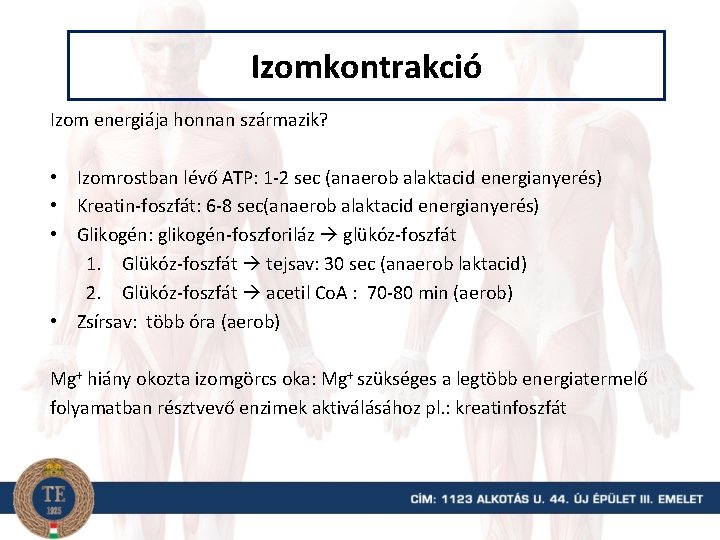 Izomkontrakció Izom energiája honnan származik? • Izomrostban lévő ATP: 1 -2 sec (anaerob alaktacid