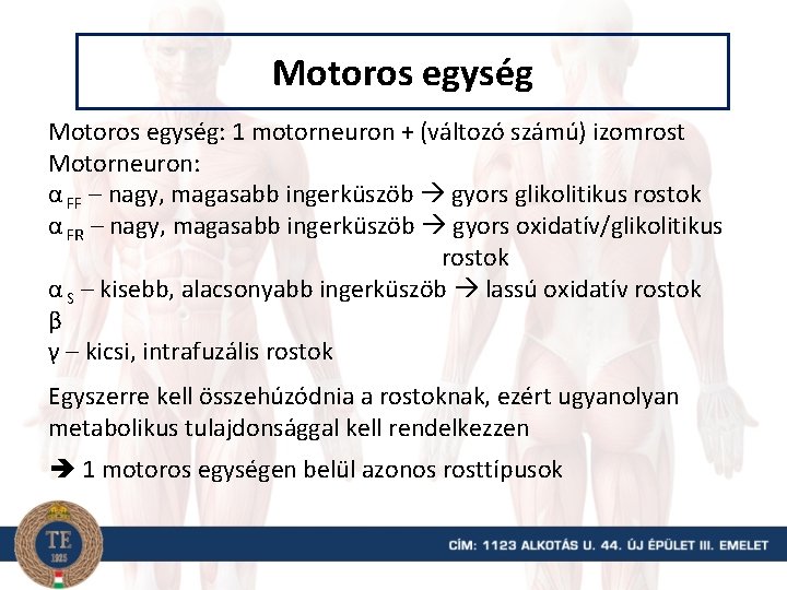 Motoros egység: 1 motorneuron + (változó számú) izomrost Motorneuron: α FF – nagy, magasabb