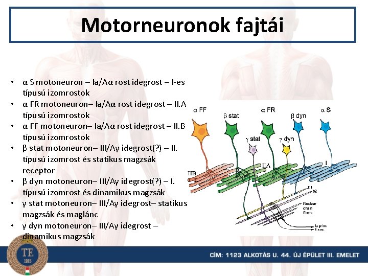 Motorneuronok fajtái • α S motoneuron – Ia/Aα rost idegrost – I-es típusú izomrostok