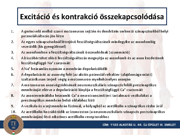 Excitáció és kontrakció összekapcsolódása 1. 2. 3. 4. 5. 6. 7. 8. 9. 10.