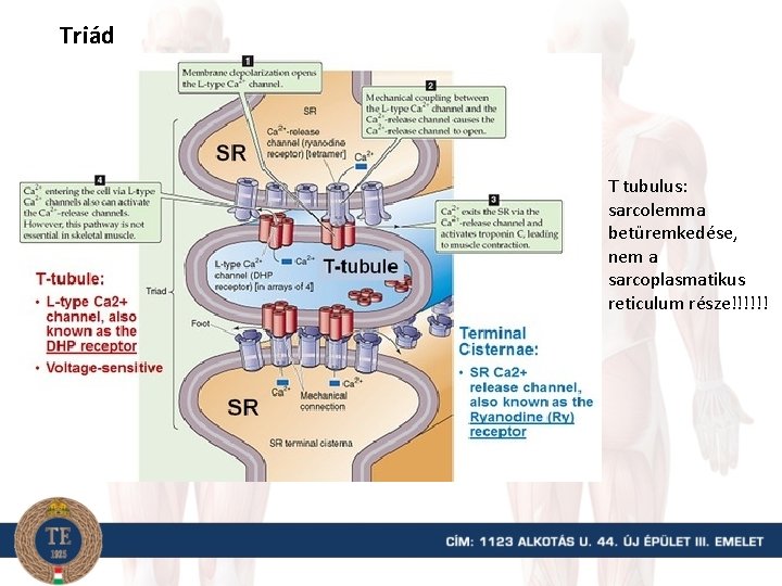 Triád T tubulus: sarcolemma betüremkedése, nem a sarcoplasmatikus reticulum része!!!!!! 