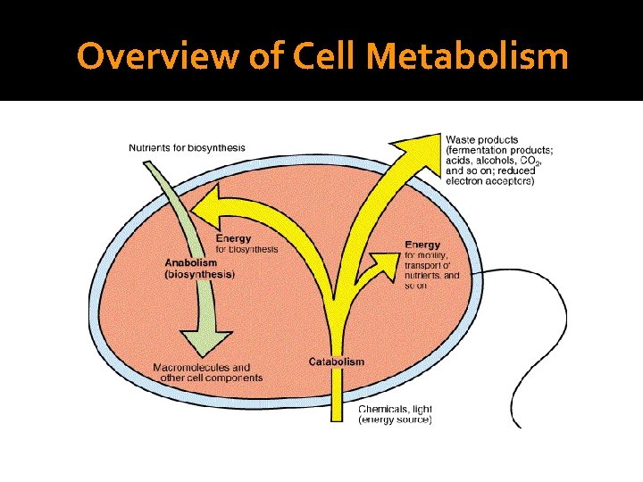 Overview of Cell Metabolism 