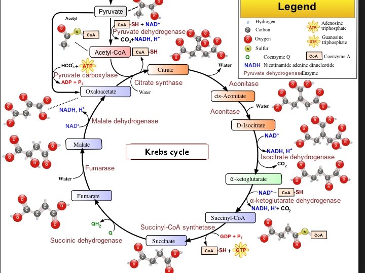 Krebs cycle 
