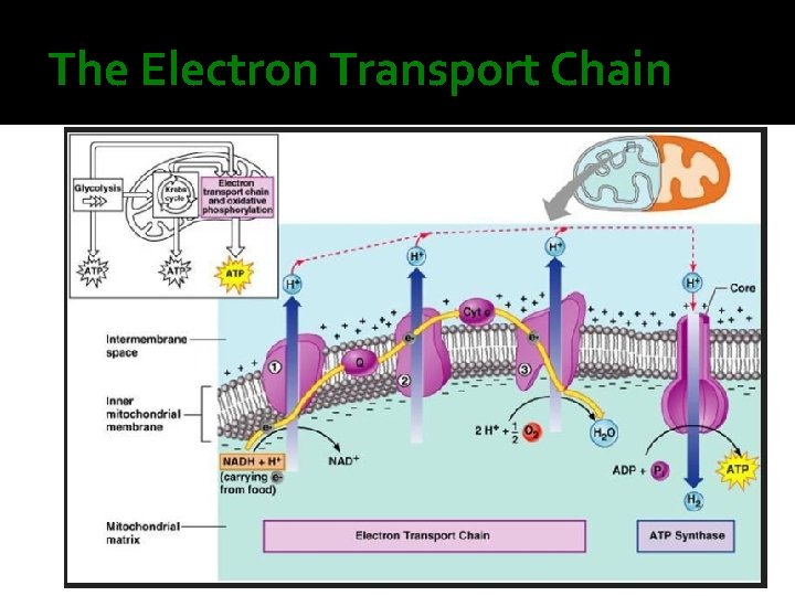 The Electron Transport Chain 