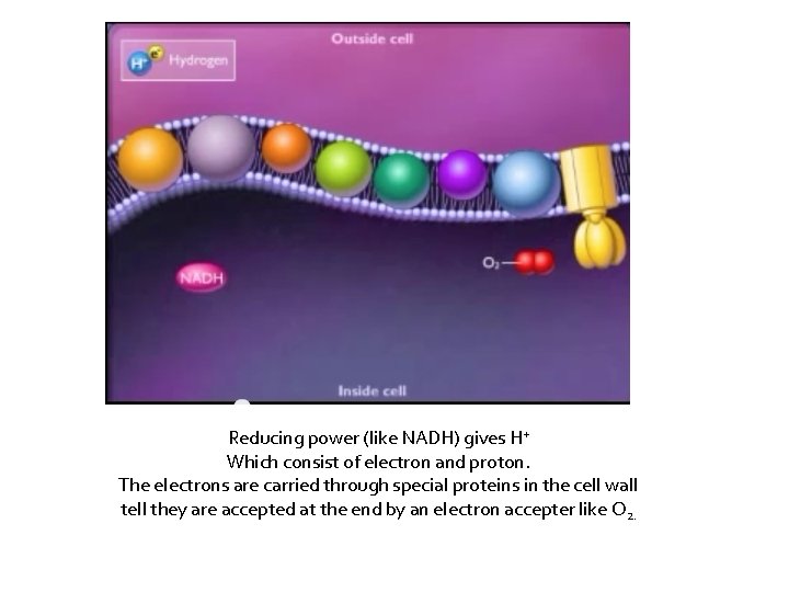 Reducing power (like NADH) gives H+ Which consist of electron and proton. The electrons