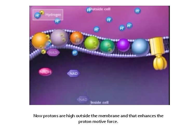 Now protons are high outside the membrane and that enhances the proton motive force.