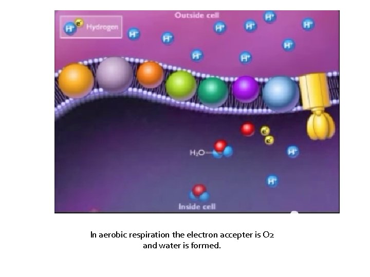 In aerobic respiration the electron accepter is O 2 and water is formed. 