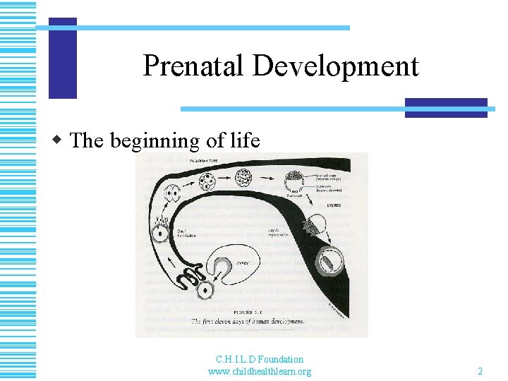 Prenatal Development w The beginning of life C. H. I. L. D Foundation www.