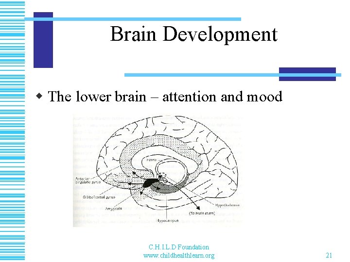 Brain Development w The lower brain – attention and mood C. H. I. L.