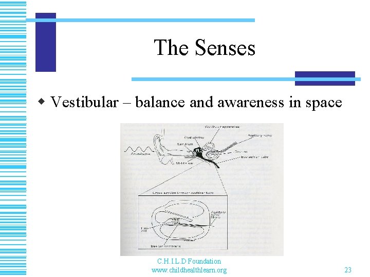 The Senses w Vestibular – balance and awareness in space C. H. I. L.