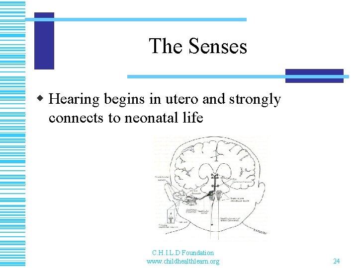 The Senses w Hearing begins in utero and strongly connects to neonatal life C.