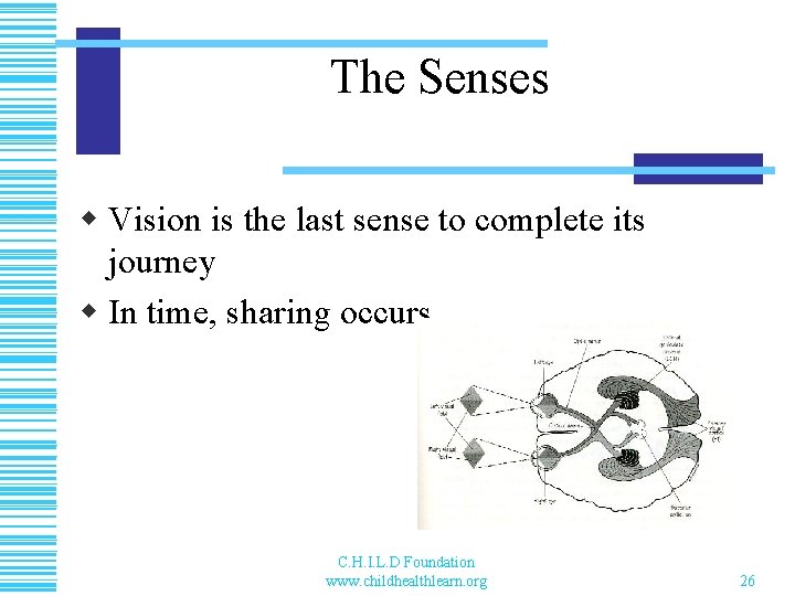 The Senses w Vision is the last sense to complete its journey w In