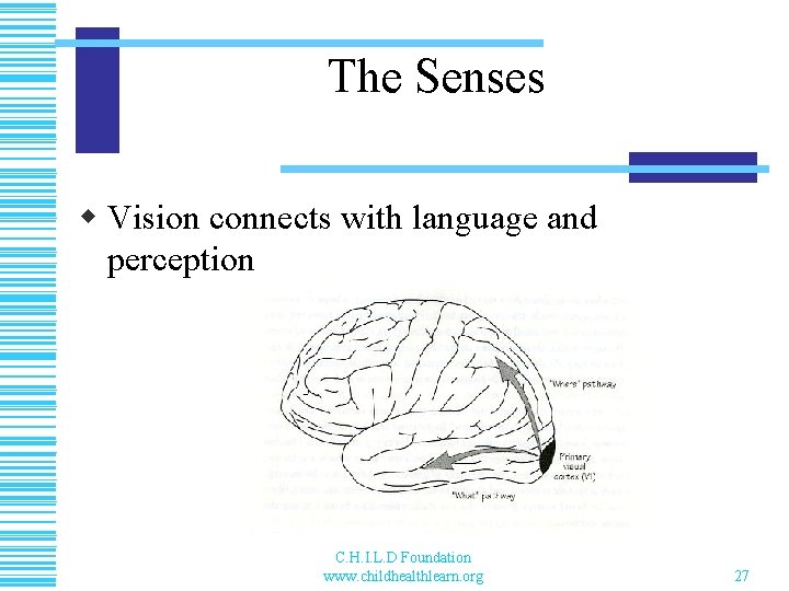 The Senses w Vision connects with language and perception C. H. I. L. D