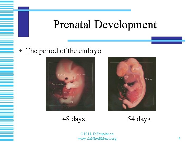 Prenatal Development w The period of the embryo 48 days C. H. I. L.