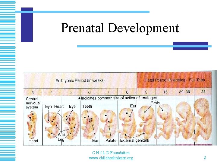 Prenatal Development C. H. I. L. D Foundation www. childhealthlearn. org 8 