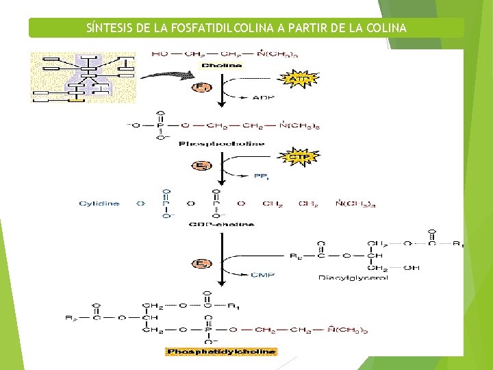 SÍNTESIS DE LA FOSFATIDILCOLINA A PARTIR DE LA COLINA 