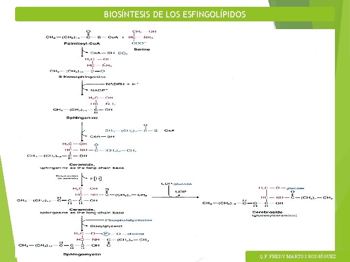 BIOSÍNTESIS DE LOS ESFINGOLÍPIDOS Q. F. FREDY MARTOS RODRÍGUEZ 