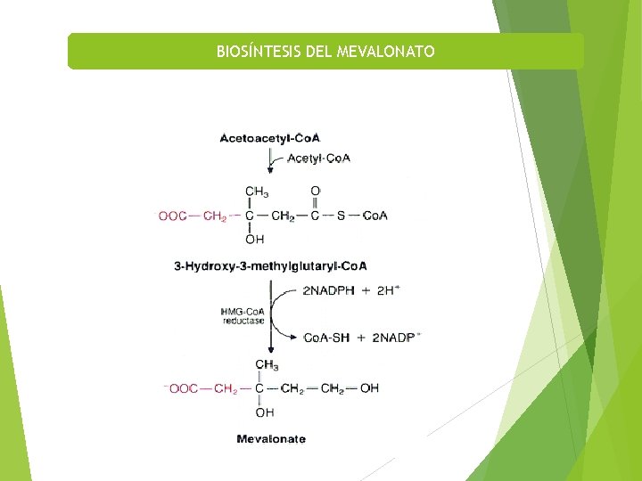 BIOSÍNTESIS DEL MEVALONATO 