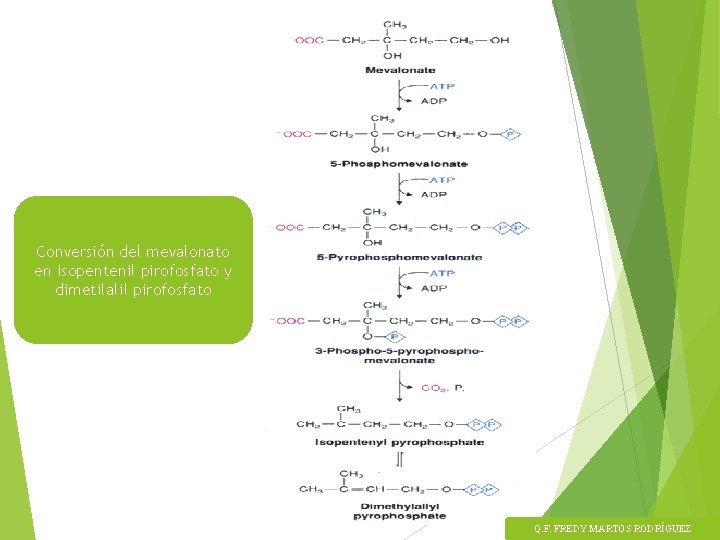 Conversión del mevalonato en isopentenil pirofosfato y dimetilalil pirofosfato Q. F. FREDY MARTOS RODRÍGUEZ