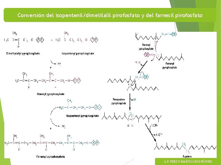 Conversión del isopentenil/dimetilalil pirofosfato y del farnesil pirofosfato Q. F. FREDY MARTOS RODRÍGUEZ 
