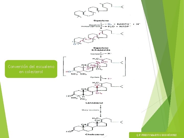 Conversión del escualeno en colesterol Q. F. FREDY MARTOS RODRÍGUEZ 
