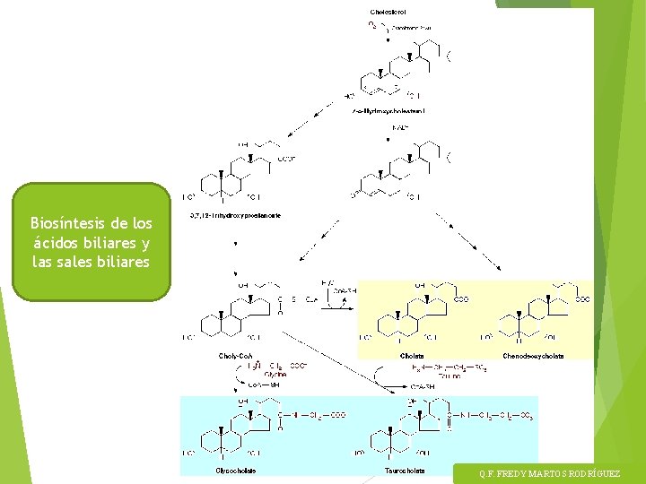 Biosíntesis de los ácidos biliares y las sales biliares Q. F. FREDY MARTOS RODRÍGUEZ