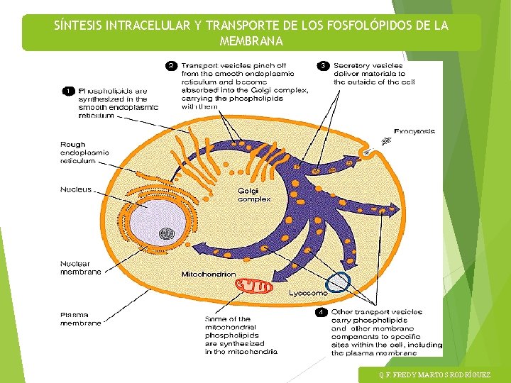 SÍNTESIS INTRACELULAR Y TRANSPORTE DE LOS FOSFOLÓPIDOS DE LA MEMBRANA Q. F. FREDY MARTOS