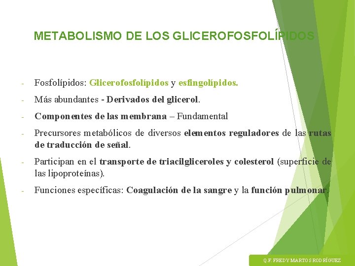 METABOLISMO DE LOS GLICEROFOSFOLÍPIDOS - Fosfolípidos: Glicerofosfolípidos y esfingolípidos. - Más abundantes - Derivados