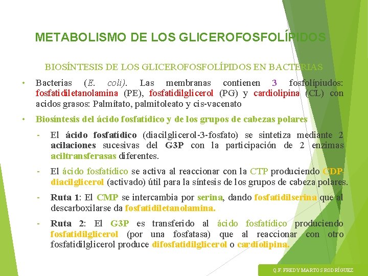 METABOLISMO DE LOS GLICEROFOSFOLÍPIDOS BIOSÍNTESIS DE LOS GLICEROFOSFOLÍPIDOS EN BACTERIAS • Bacterias (E. coli).