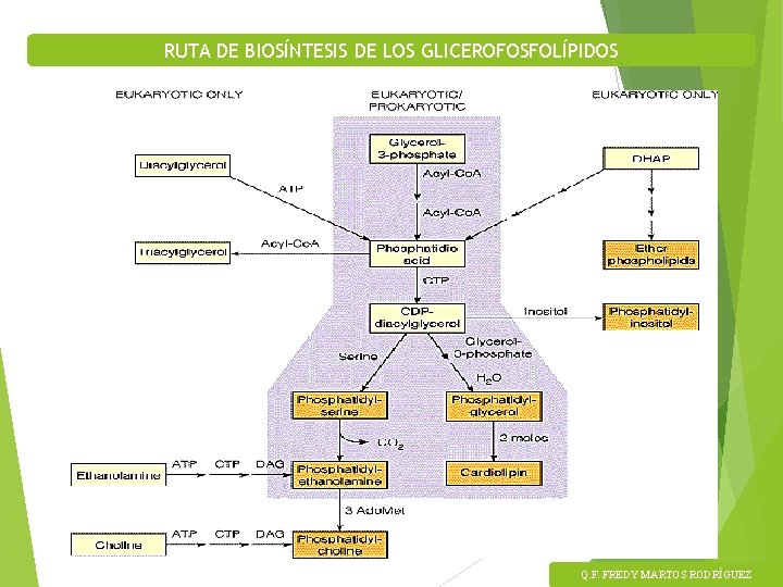 RUTA DE BIOSÍNTESIS DE LOS GLICEROFOSFOLÍPIDOS Q. F. FREDY MARTOS RODRÍGUEZ 