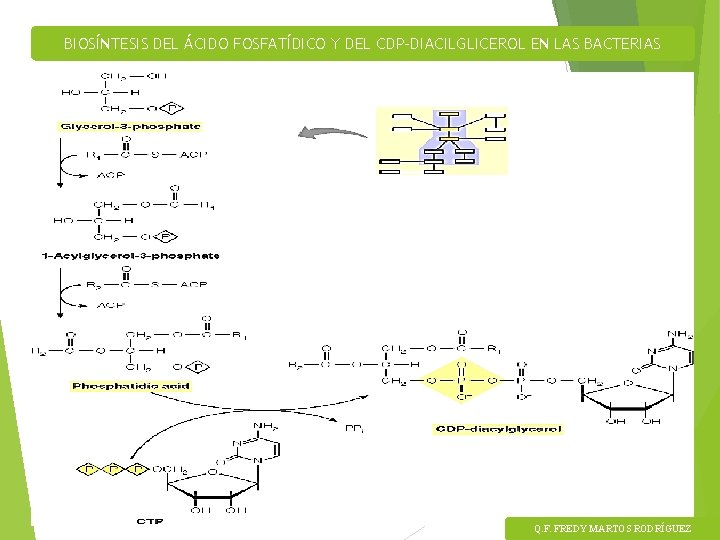 BIOSÍNTESIS DEL ÁCIDO FOSFATÍDICO Y DEL CDP-DIACILGLICEROL EN LAS BACTERIAS Q. F. FREDY MARTOS