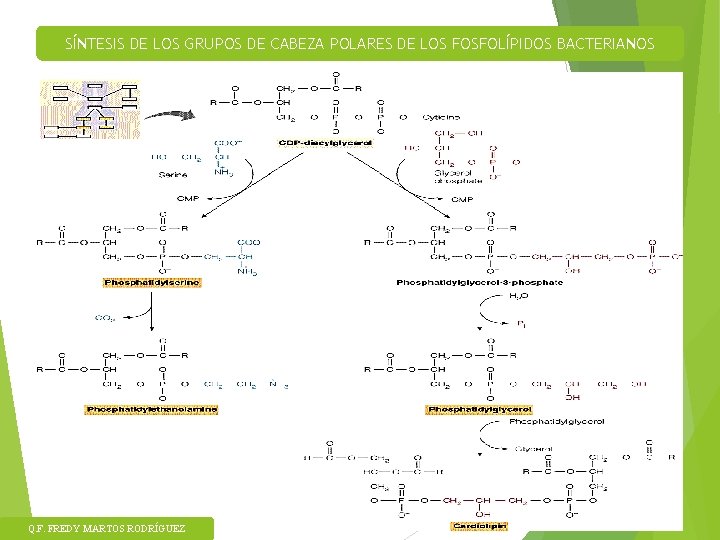 SÍNTESIS DE LOS GRUPOS DE CABEZA POLARES DE LOS FOSFOLÍPIDOS BACTERIANOS Q. F. FREDY