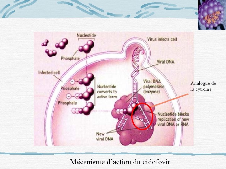 Analogue de la cytidine Mécanisme d’action du cidofovir 