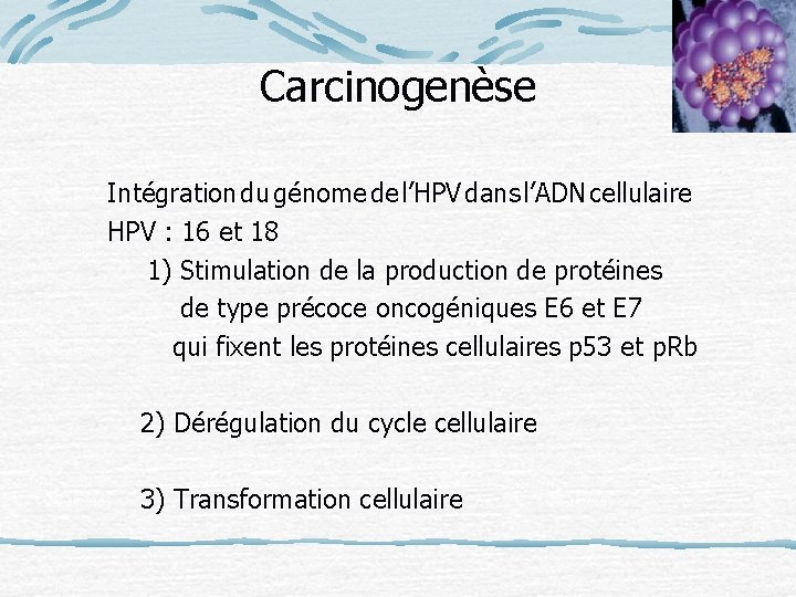 Carcinogenèse Intégration du génome de l’HPV dans l’ADN cellulaire HPV : 16 et 18