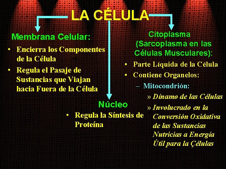 LA CÉLULA Citoplasma (Sarcoplasma en las • Encierra los Componentes Células Musculares): de la